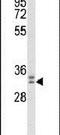 WD Repeat Domain 83 antibody, PA5-26580, Invitrogen Antibodies, Western Blot image 