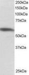Polypyrimidine Tract Binding Protein 1 antibody, PA1-32024, Invitrogen Antibodies, Western Blot image 