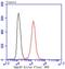 SMAD Family Member 3 antibody, NBP2-67434, Novus Biologicals, Flow Cytometry image 