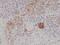 Melan-A antibody, NBP2-77413, Novus Biologicals, Immunohistochemistry frozen image 