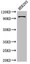 Piwi Like RNA-Mediated Gene Silencing 4 antibody, LS-C673047, Lifespan Biosciences, Western Blot image 