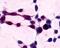 Xenotropic And Polytropic Retrovirus Receptor 1 antibody, PA1-23547, Invitrogen Antibodies, Immunohistochemistry frozen image 
