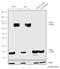 Anterior Gradient 2, Protein Disulphide Isomerase Family Member antibody, 720305, Invitrogen Antibodies, Western Blot image 