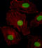 Insulin gene enhancer protein ISL-2 antibody, LS-C165303, Lifespan Biosciences, Immunofluorescence image 