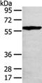 THAP Domain Containing 4 antibody, CSB-PA283261, Cusabio, Western Blot image 