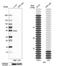 Adenylosuccinate Lyase antibody, NBP1-87462, Novus Biologicals, Western Blot image 