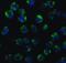 MYD88 Innate Immune Signal Transduction Adaptor antibody, 2125, QED Bioscience, Immunofluorescence image 