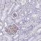 ADAMTS Like 2 antibody, NBP2-14798, Novus Biologicals, Immunohistochemistry paraffin image 