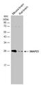 Synaptosome Associated Protein 23 antibody, NBP2-20434, Novus Biologicals, Western Blot image 