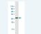 Peptidase Inhibitor 3 antibody, H00005266-M03, Novus Biologicals, Western Blot image 