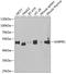 GA Binding Protein Transcription Factor Subunit Beta 1 antibody, A07070, Boster Biological Technology, Western Blot image 