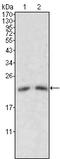 Apolipoprotein M antibody, M02451, Boster Biological Technology, Western Blot image 