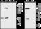 Opioid Receptor Kappa 1 antibody, GTX57749, GeneTex, Western Blot image 