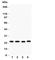 Stanniocalcin 2 antibody, R31105, NSJ Bioreagents, Western Blot image 