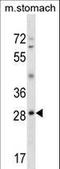 Goosecoid Homeobox antibody, LS-C159791, Lifespan Biosciences, Western Blot image 