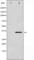 NFKB Inhibitor Alpha antibody, abx011260, Abbexa, Western Blot image 