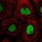 TFIIIC90 antibody, PA5-67046, Invitrogen Antibodies, Immunofluorescence image 