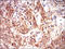 Keratin 13 antibody, orb330219, Biorbyt, Immunohistochemistry paraffin image 