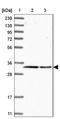 RNA Binding Fox-1 Homolog 3 antibody, NBP1-89821, Novus Biologicals, Western Blot image 