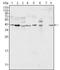 Mitogen-Activated Protein Kinase 1 antibody, NB110-60506, Novus Biologicals, Western Blot image 