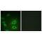 ATPase Na+/K+ Transporting Subunit Alpha 1 antibody, MBS9406602, MyBioSource, Immunofluorescence image 