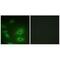 ATPase Na+/K+ Transporting Subunit Alpha 1 antibody, MBS9406602, MyBioSource, Immunofluorescence image 