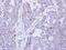 Desmocollin 2 antibody, PA5-21986, Invitrogen Antibodies, Immunohistochemistry frozen image 