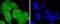 Tumor Susceptibility 101 antibody, A01233-1, Boster Biological Technology, Immunocytochemistry image 