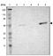 TNF Receptor Associated Factor 1 antibody, NBP1-84920, Novus Biologicals, Western Blot image 