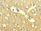 WD Repeat Domain 27 antibody, LS-C394765, Lifespan Biosciences, Immunohistochemistry paraffin image 