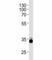Orthodenticle Homeobox 2 antibody, F41620-0.4ML, NSJ Bioreagents, Immunohistochemistry paraffin image 