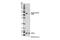 Glycogen Synthase Kinase 3 Beta antibody, 14630S, Cell Signaling Technology, Western Blot image 