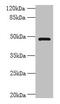 Ring Finger Protein 26 antibody, CSB-PA019883LA01HU, Cusabio, Western Blot image 