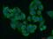 Post-GPI Attachment To Proteins 3 antibody, 17112-1-AP, Proteintech Group, Immunofluorescence image 