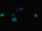 Eukaryotic Translation Elongation Factor 1 Alpha 1 antibody, LS-C677766, Lifespan Biosciences, Immunofluorescence image 