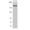 Multiple epidermal growth factor-like domains protein 8 antibody, LS-C383263, Lifespan Biosciences, Western Blot image 