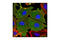 Podocalyxin Like antibody, 4746T, Cell Signaling Technology, Immunofluorescence image 