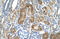 Lymphocyte Antigen 6 Family Member G6F antibody, 29-995, ProSci, Enzyme Linked Immunosorbent Assay image 