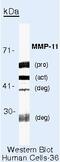 Matrix Metallopeptidase 11 antibody, MA5-11234, Invitrogen Antibodies, Western Blot image 