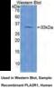 Phospholipase A2 Receptor 1 antibody, MBS2014684, MyBioSource, Western Blot image 