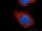 Eukaryotic Translation Initiation Factor 3 Subunit J antibody, 10439-1-AP, Proteintech Group, Immunofluorescence image 
