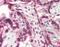 Cholecystokinin B Receptor antibody, orb88124, Biorbyt, Immunohistochemistry paraffin image 