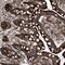 Semaphorin 6A antibody, NBP1-83155, Novus Biologicals, Immunohistochemistry paraffin image 