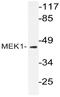MEK1/2 antibody, AP20756PU-N, Origene, Western Blot image 
