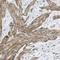 Adhesion G Protein-Coupled Receptor G6 antibody, NBP1-89859, Novus Biologicals, Immunohistochemistry frozen image 