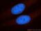 Tripeptidyl Peptidase 2 antibody, 14120-1-AP, Proteintech Group, Immunofluorescence image 