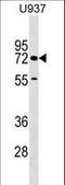 Cerebral Endothelial Cell Adhesion Molecule antibody, LS-C159336, Lifespan Biosciences, Western Blot image 