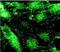 Adaptor Related Protein Complex 2 Subunit Alpha 1 antibody, NB300-721, Novus Biologicals, Immunofluorescence image 