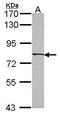 Coiled-Coil Domain Containing 170 antibody, PA5-34723, Invitrogen Antibodies, Western Blot image 
