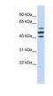 HSPB1 Associated Protein 1 antibody, NBP1-80027, Novus Biologicals, Western Blot image 